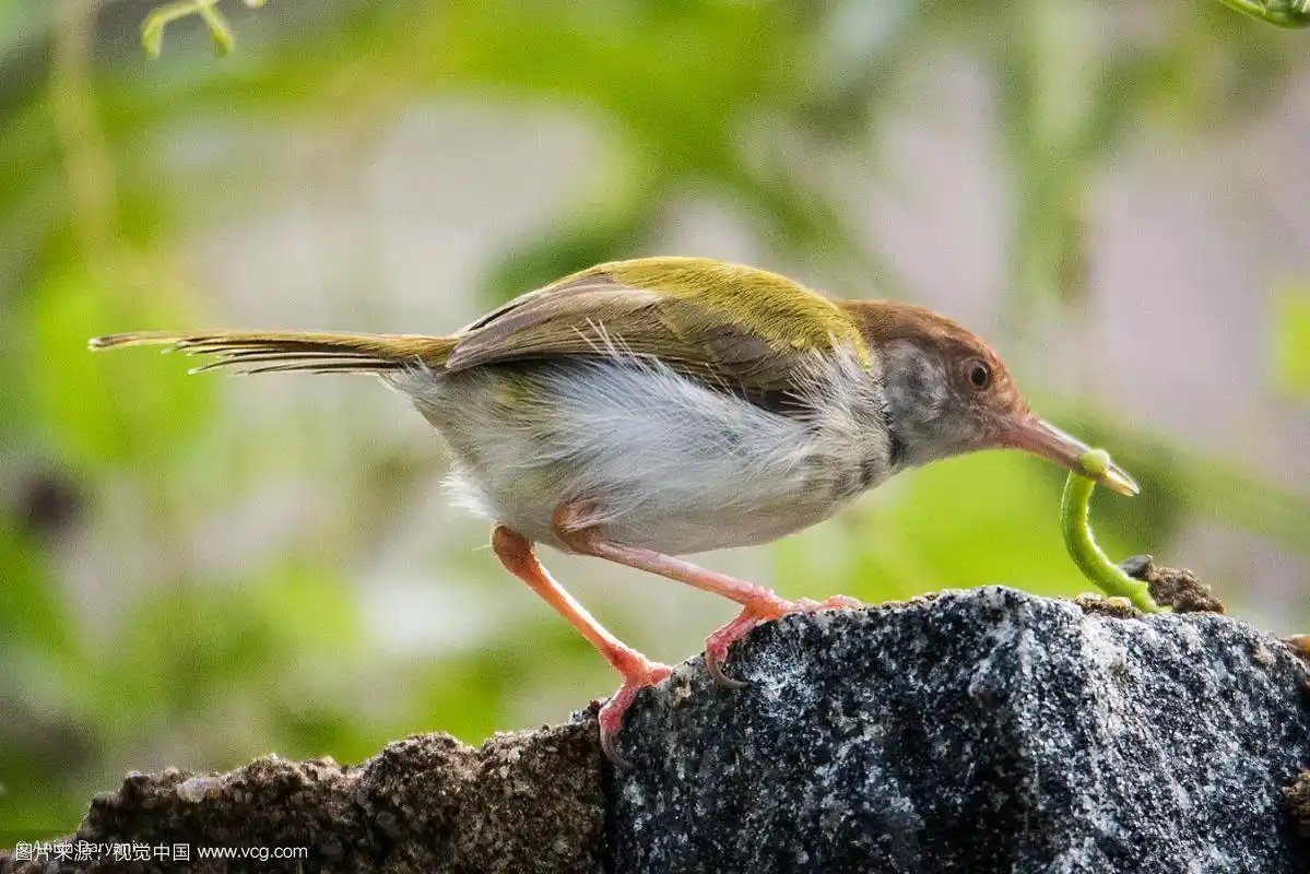 缝鸟早餐吃虫子
