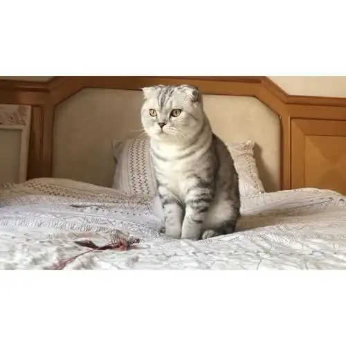 公猫半折耳鱼骨纹银渐层借配