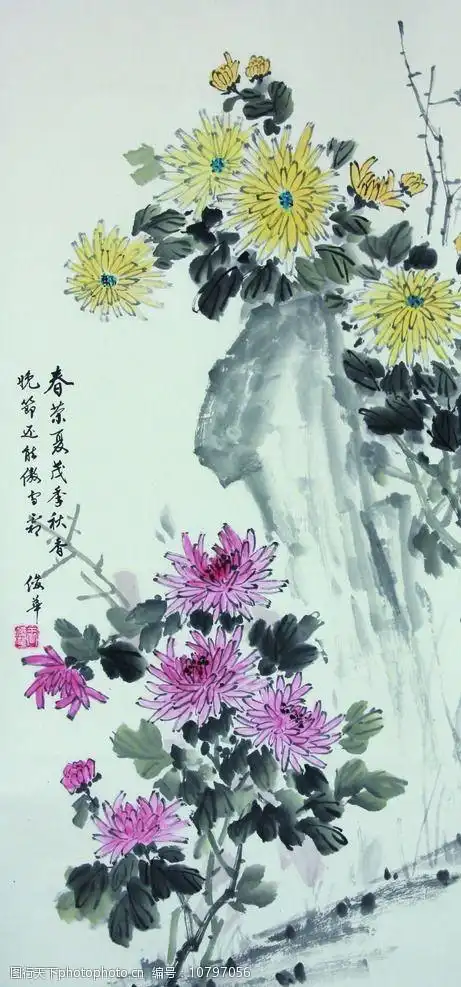 国画菊花图片