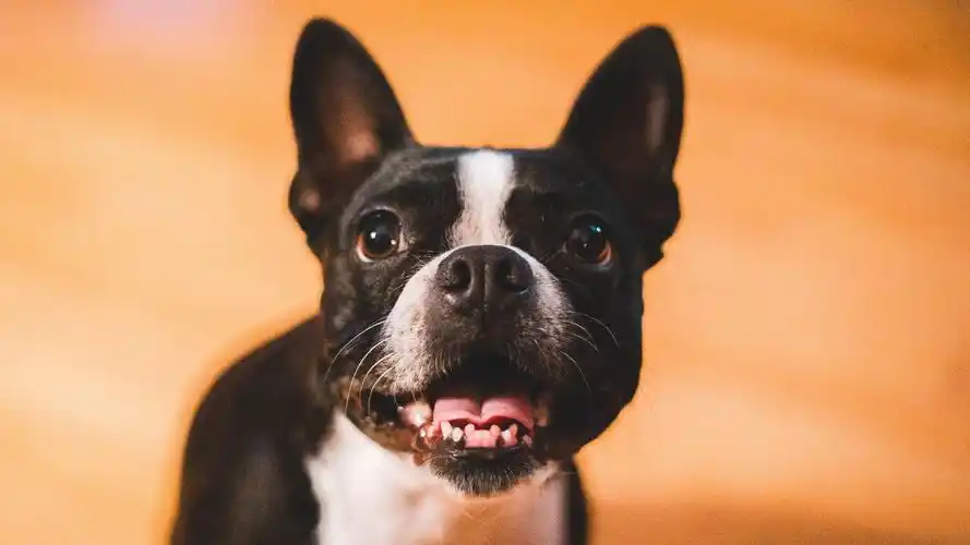 狗壁纸【180】(动物静态壁纸) - 静态壁纸下载 - 元气壁纸