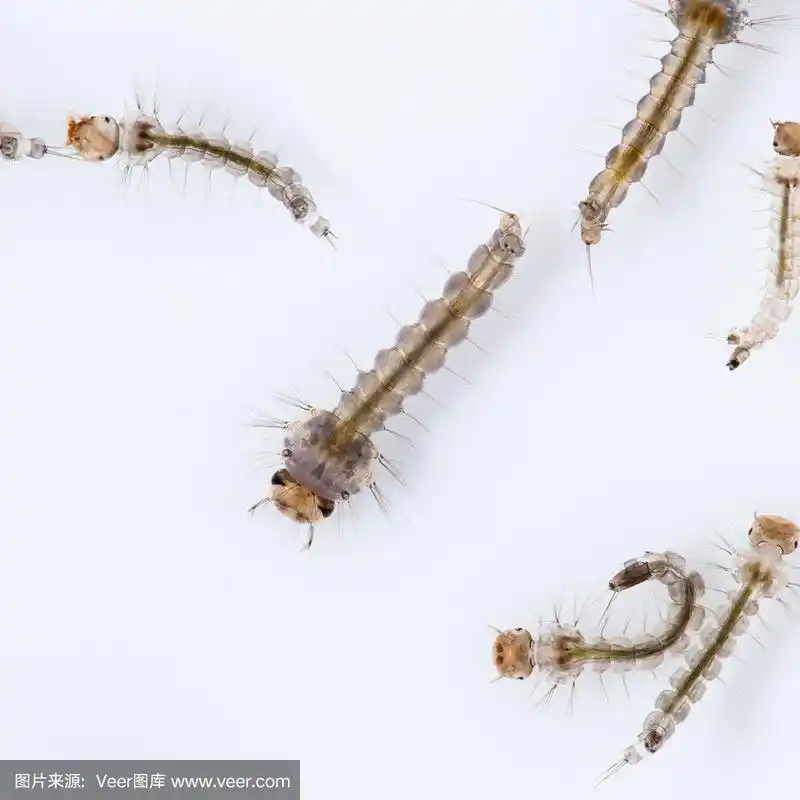 蚊子的幼虫