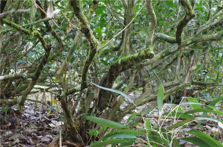 撩开金骏眉的神秘面纱带您零距离走进野生金骏眉的采摘制做品