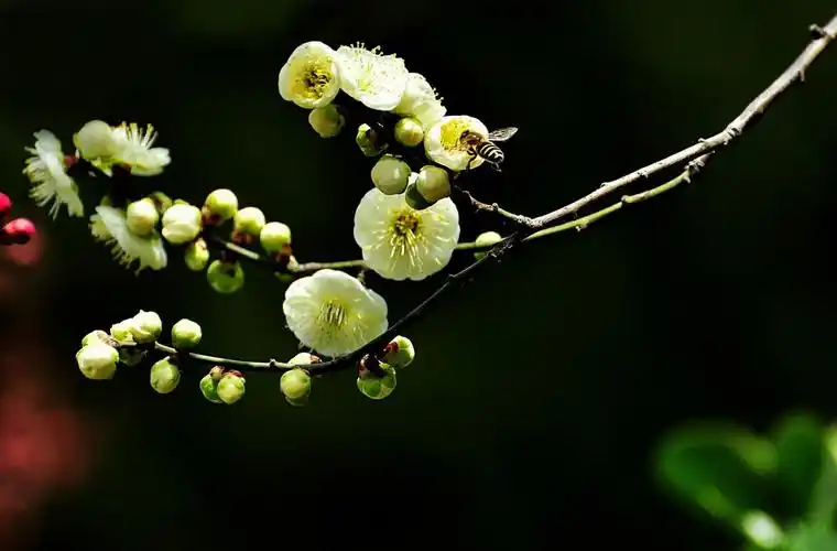 你知道绿萼梅禁忌有哪些吗