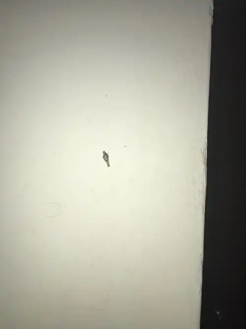 好恶心!这到底是什么虫子!怎么弄掉啊!几乎每个角落都有