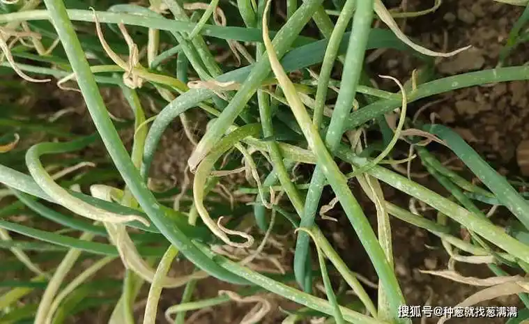 雨后大葱叶片上为什么会有小白点_发病_防治_病虫害