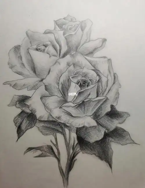 领着低保的研究生#玫瑰花  #素描  #研究生  #一个画了一年的画打工