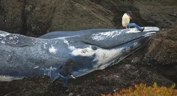 巨型蓝鲸尸体被冲上美国加州海岸(组图)