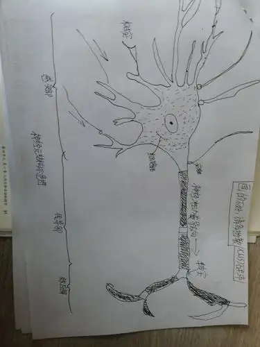 神经元模型 优秀作业展示
