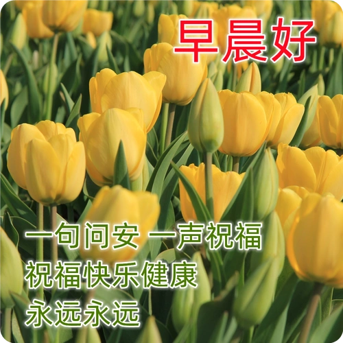 清晨日出唯美的早安图片带字,早上好图片带祝福语