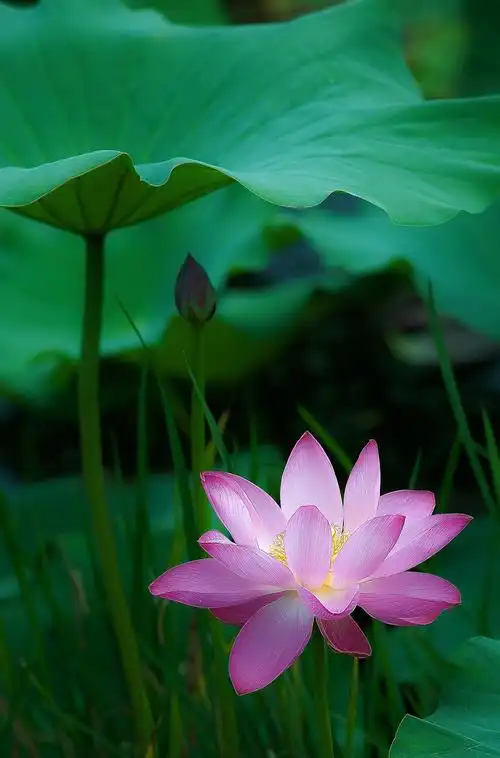 【洪湖荷花美摄影图片】生态摄影_拍客 摄影图片_太平洋电脑网摄影