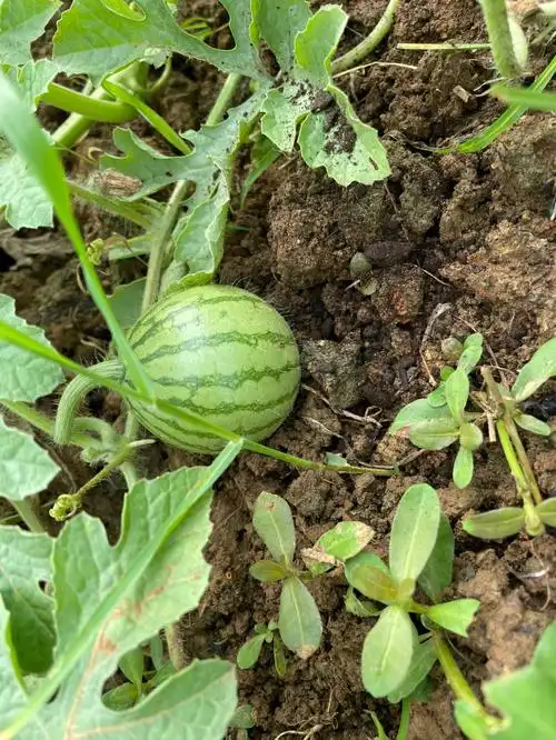 种菜  #番茄种植  #西瓜  #西瓜味的夏天