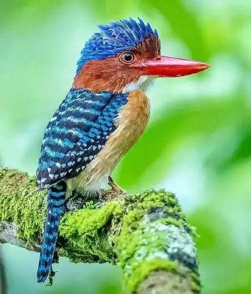 鸟类大全-鸟类大全 - 梦斯琪百科知识