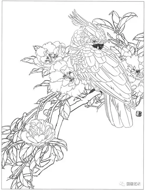 工笔花鸟白描图集,好美! (二)_国画艺术_零二七艺考