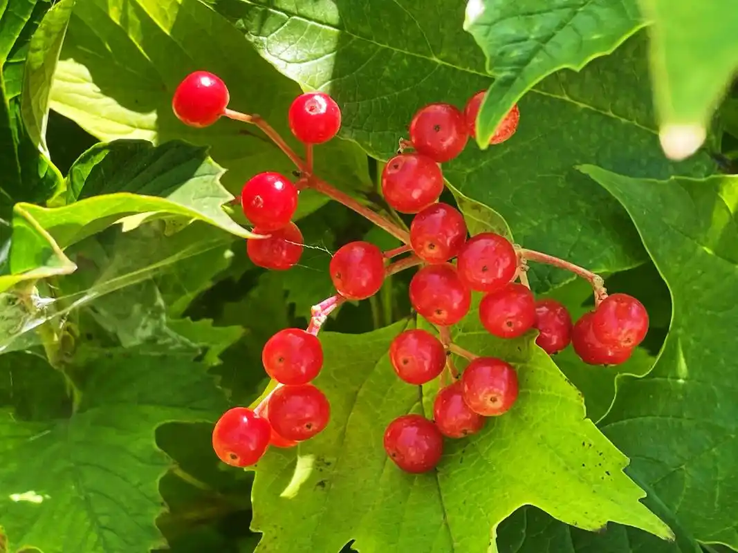 亮丽鲜艳的鸡树条荚蒾果