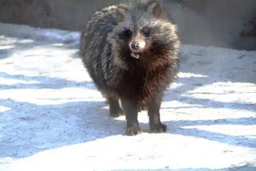 貉子毛是读he还是hao 但体较胖尾较短