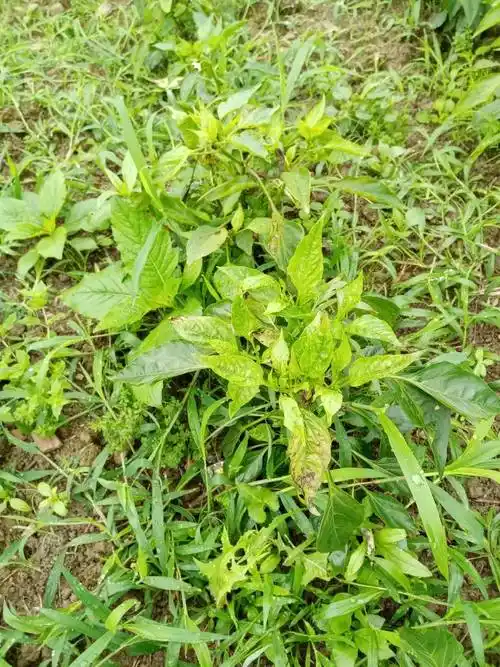 师老师我辣椒不知是什么痴叶片发黄叶尖干枯