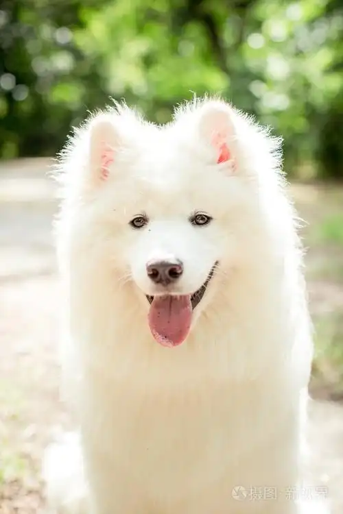 白色的萨摩耶犬在户外