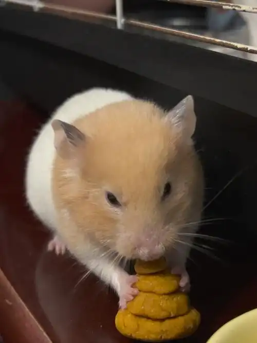 仓鼠金丝熊吃粑粑啦