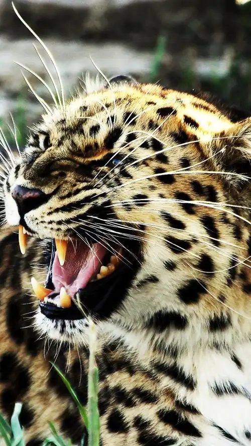 豹的獠牙 iphone 壁纸