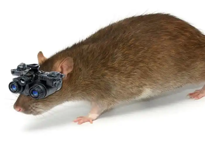 团队研发的纳米分子眼药水,让老鼠有如戴上红外线眼镜.图为构想图.