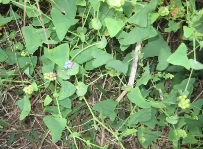 杠板归草新鲜原生现采蛇倒退蛇不过中草药带状腰蛇泡皮肤湿痒洗澡 杠
