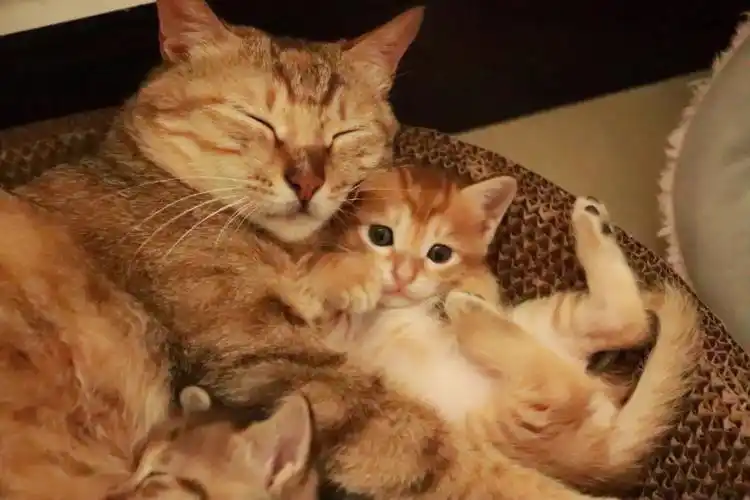 唯一一只和猫妈妈毛色相近的