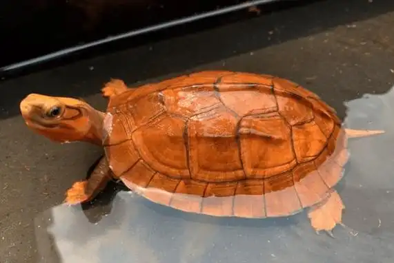 金钱龟多少钱一只?几十到几万不等(野生金钱龟价格昂贵)