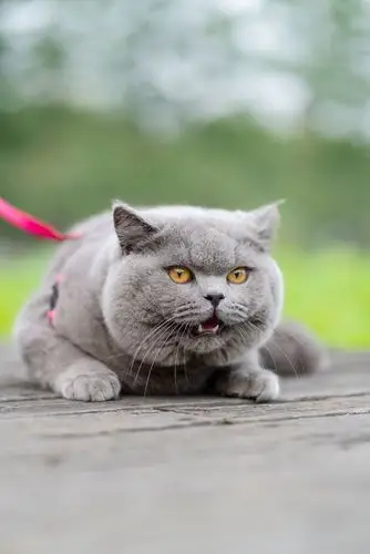 英短 蓝猫 纯蓝色 英国短毛猫 沐米猫舍 适合当种猫