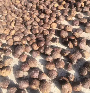 千年桐种子桐油籽油桐籽油桐子桐油子