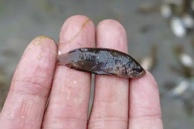 农村非常稀少的几种野生小鱼,你看看认识几种