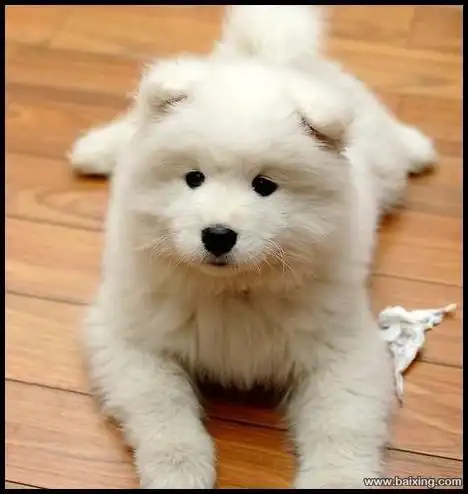 可爱的萨摩耶幼犬转让,公母都有疫苗驱虫已做