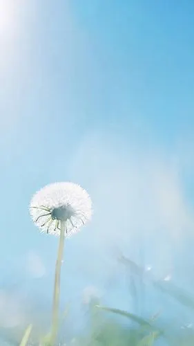 小型的绿色植物高清手机壁纸,植物,唯美,植物,高清,小清新,手机壁纸