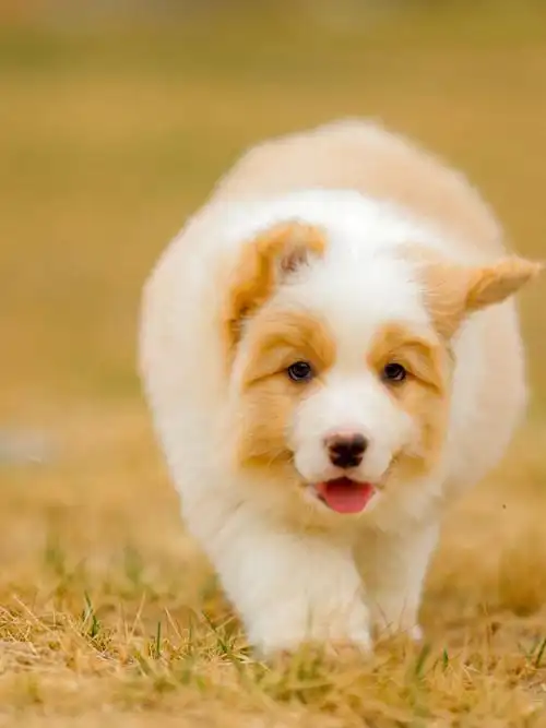 将柏边牧犬舍黄白边牧幼犬二弟弟最新照片