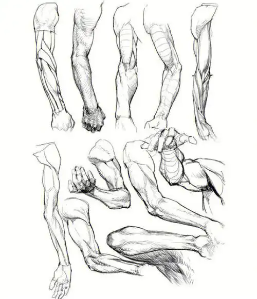 看了就会的系列速写手臂肌肉结构