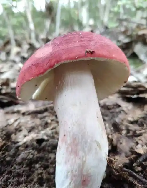 毒红菇和红菇的区别_对比_颜色_有毒