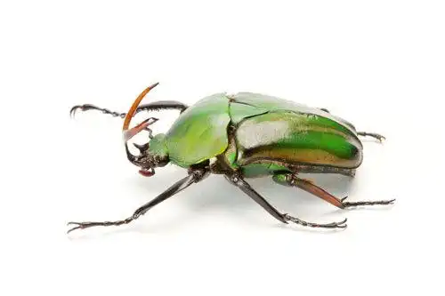 金龟子,甲虫,昆虫,鞘翅目,花金龟,葛雷利角金龟