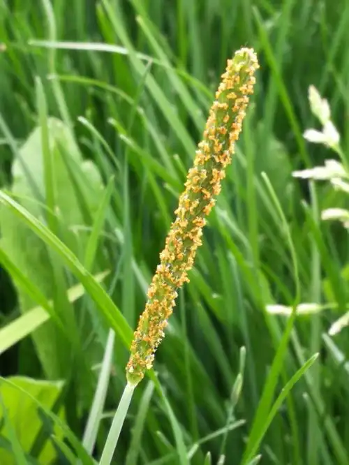 每一株野草都有一个故事看麦娘