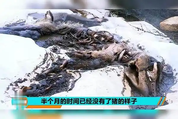 人死后尸体会经历哪些变化