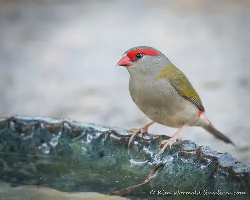 at the birdbath