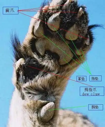 漫威的面的黑豹那么厉害,现实中的猎豹战斗力究竟如何?