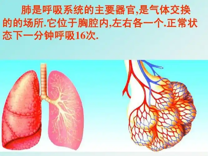 正常个 态状一分钟呼吸