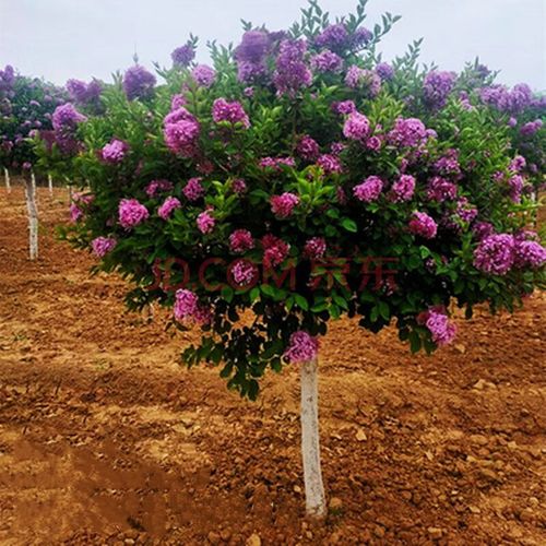 凝慧丁香花树苗庭院阳台地栽盆栽紫丁香花苗耐寒浓香别墅花园绿化苗