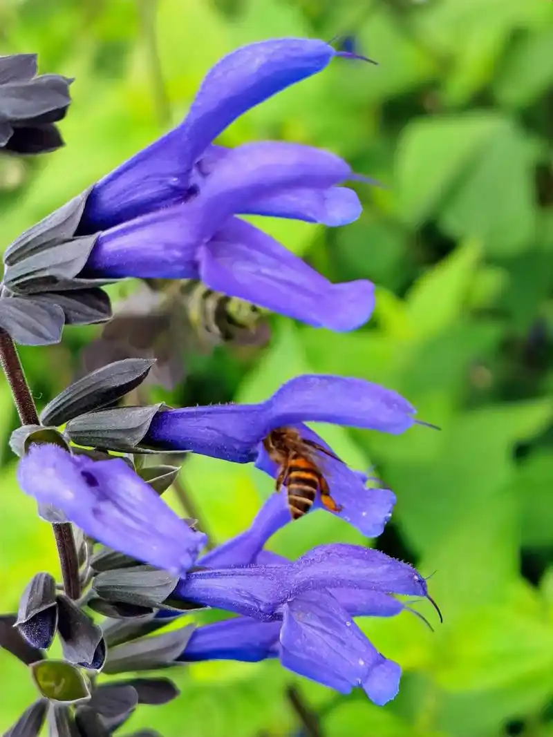 深蓝鼠尾草花,其穗状的花序,奇特的花型,深蓝艳丽的花色,给人一种飘飘