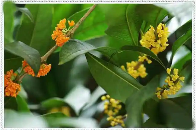 桂枝的功效与作用