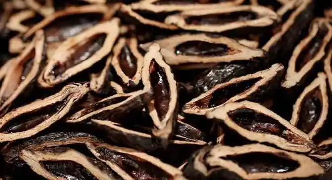 槟榔是什么东西