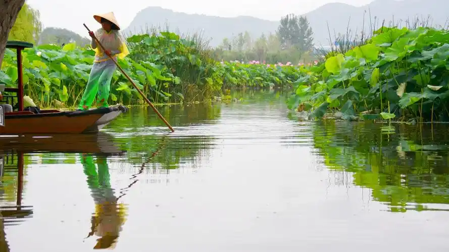 泛舟赏荷