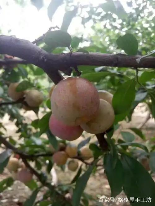 待到成熟季节,李子都是扎堆地长在一起,看着甚是喜人.