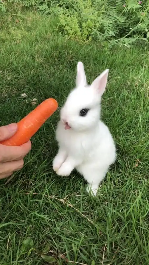 兔子茶杯侏儒活体活物荷兰凤眼西施