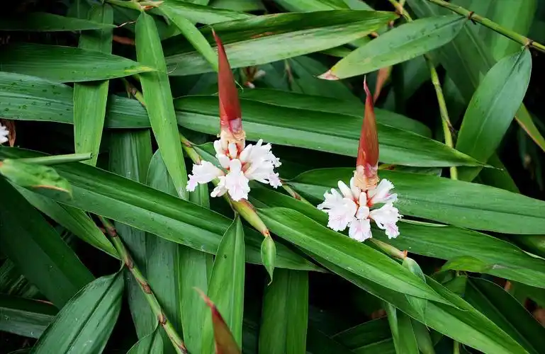山里这种"竹子",果实是稀罕物,古时称为"仙果",对肾有好处