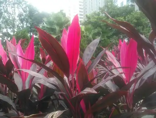 红叶铁树也很美!